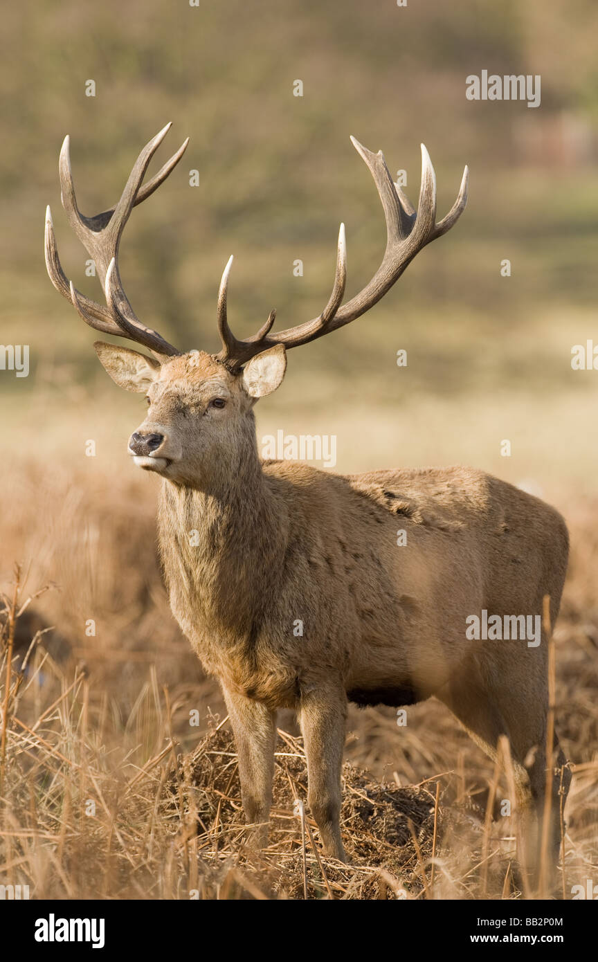 Red Deer stag standing alone in deep bracken Stock Photo