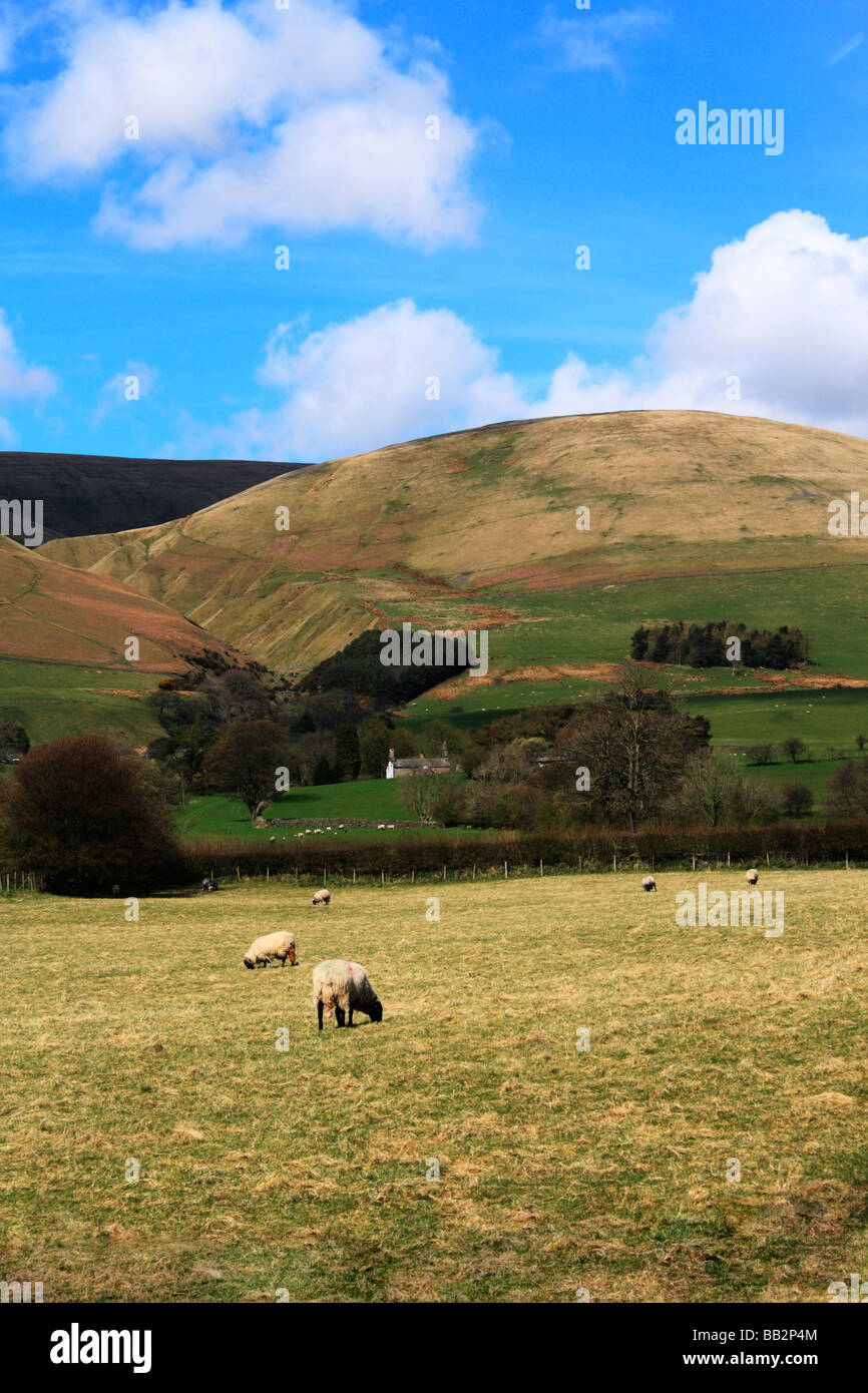 Sheep grazing below The Howgill Fells near Sedbergh in Cumbria Stock Photo