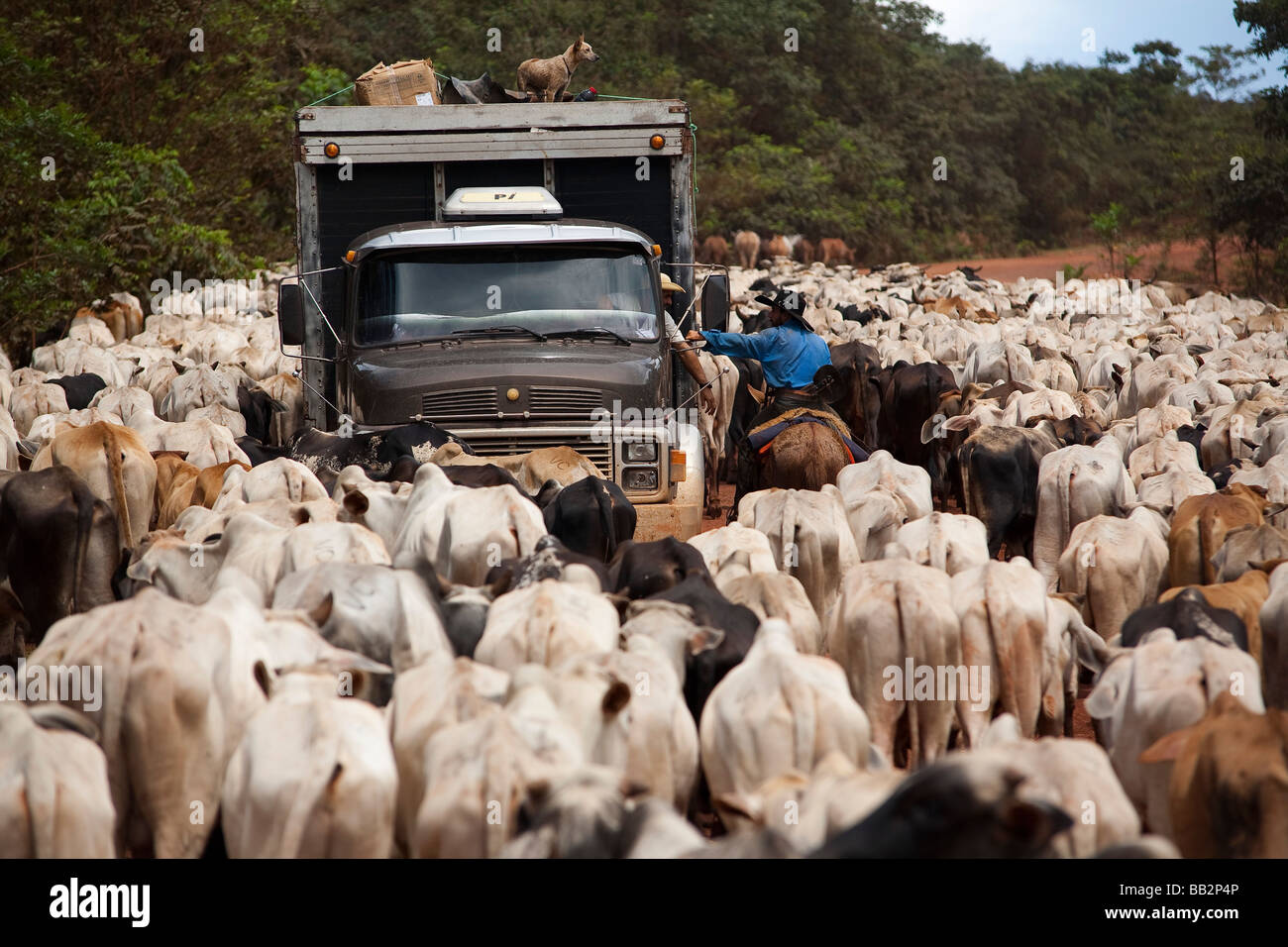 Herd of cattle BR 163 road Cuiabá Santarém road at South Para State Amazon Brazil Stock Photo