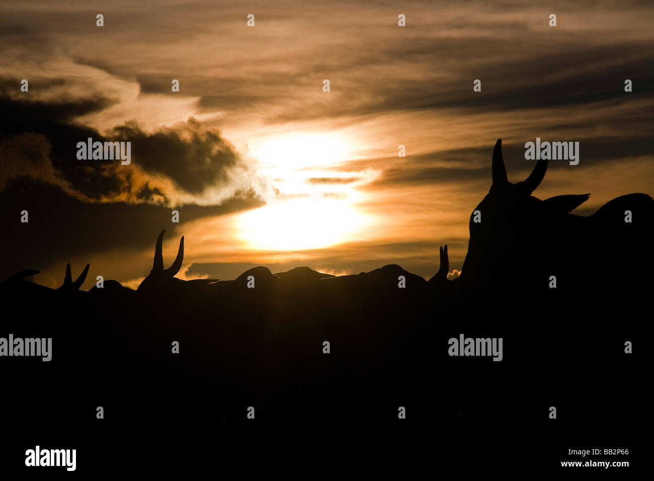 Herd of cattle BR 163 road Cuiabá Santarém road at South Para State Amazon Brazil Stock Photo