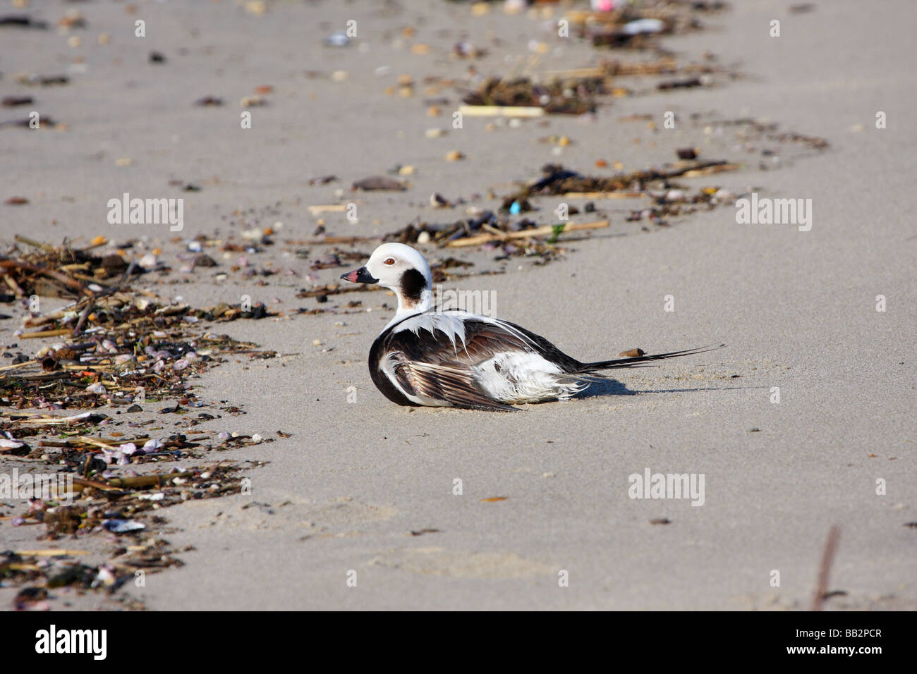 Long tailed Duck female in winter plummage Stock Photo
