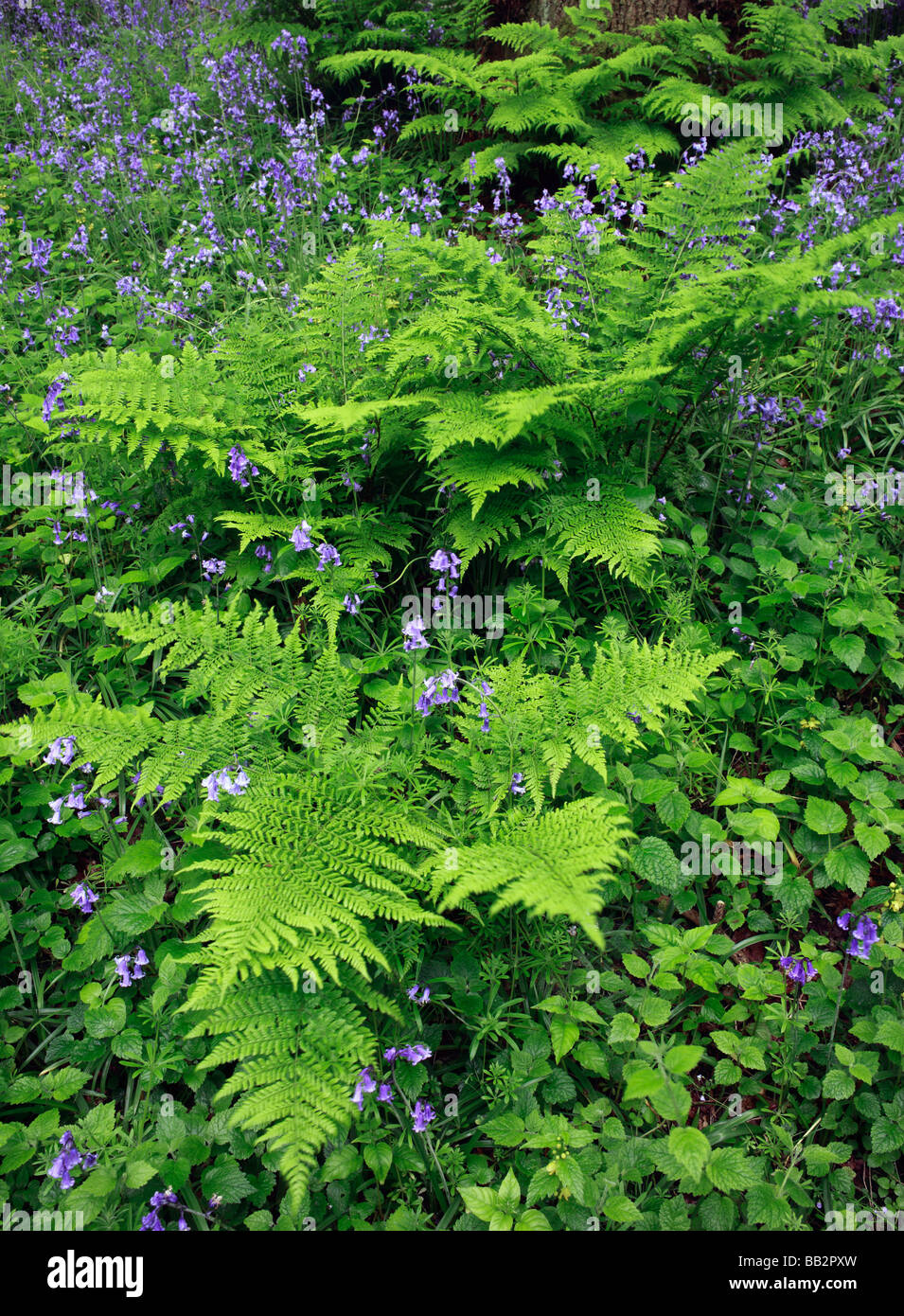 Ferns and bluebells Marden Park Woods. Surrey, England, UK. Stock Photo