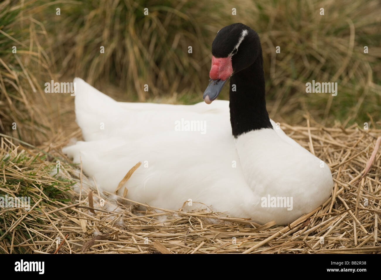 Black Necked Swan incubating eggs, sat on her nest Stock Photo