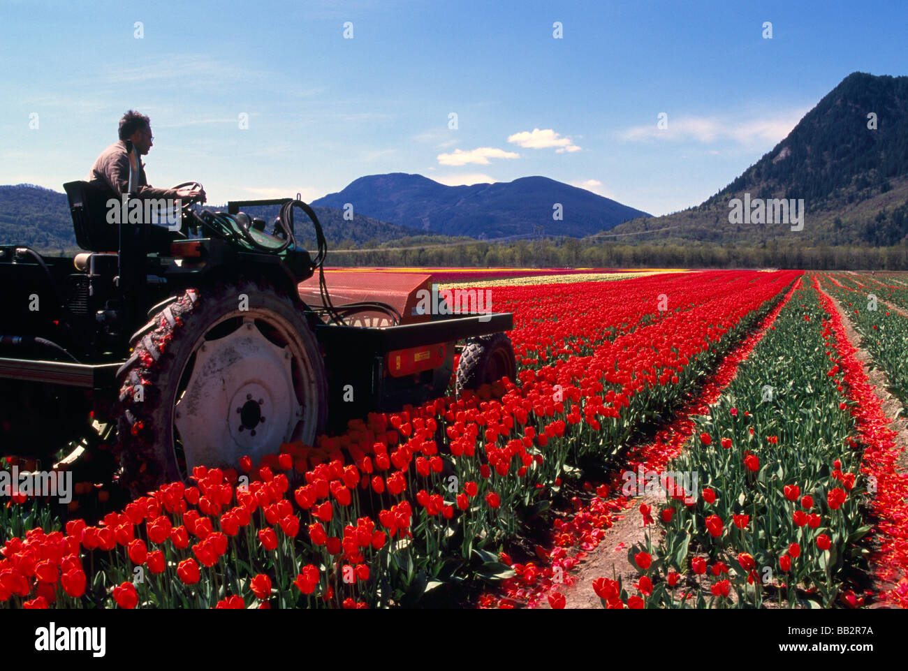 Farmer cutting Tulips in Field for Bulb Growth at Tulip Bulb Farm in