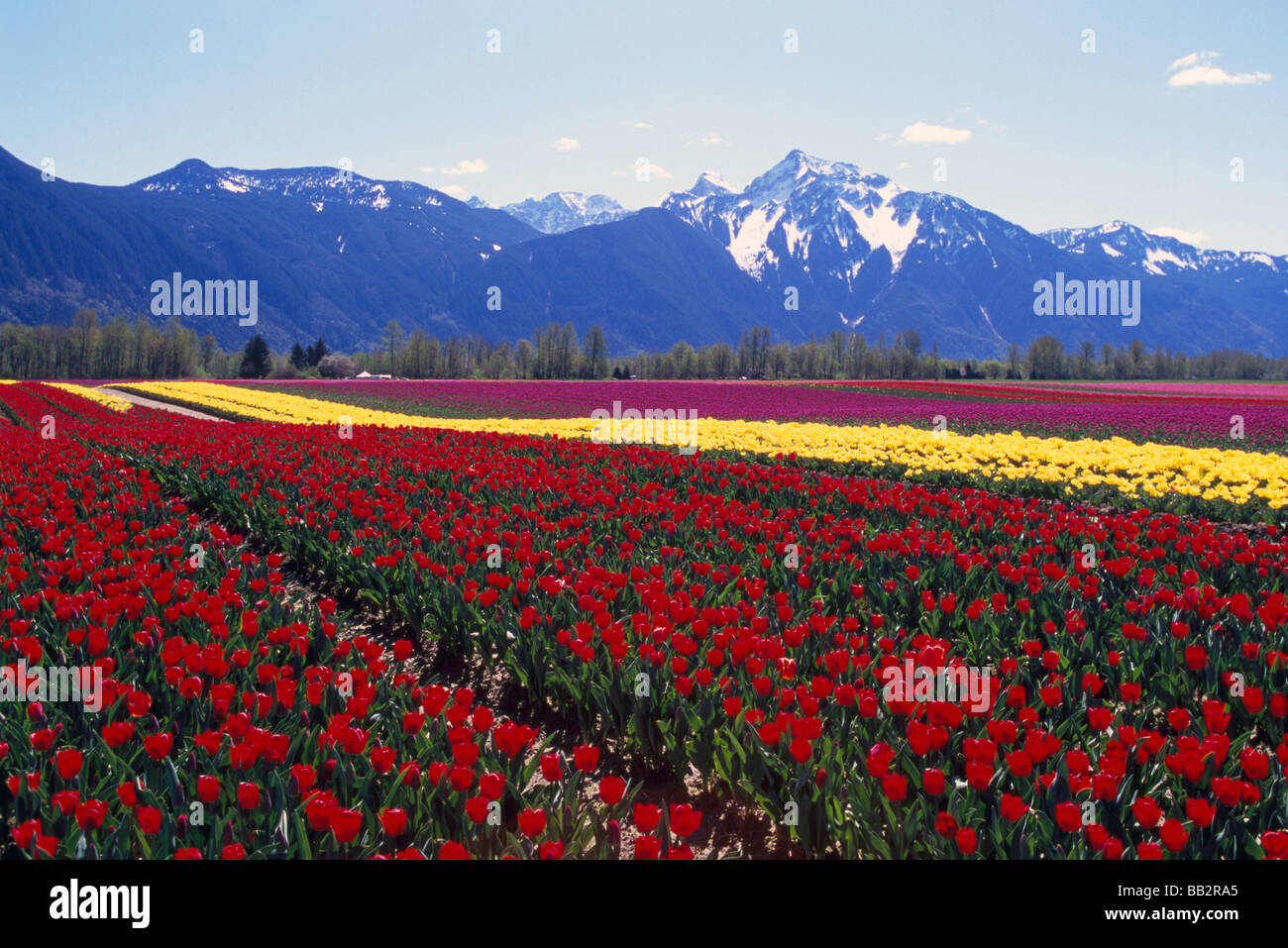 Tulips in Bloom in Field at Tulip Bulb Farm near Hope and Agassiz in
