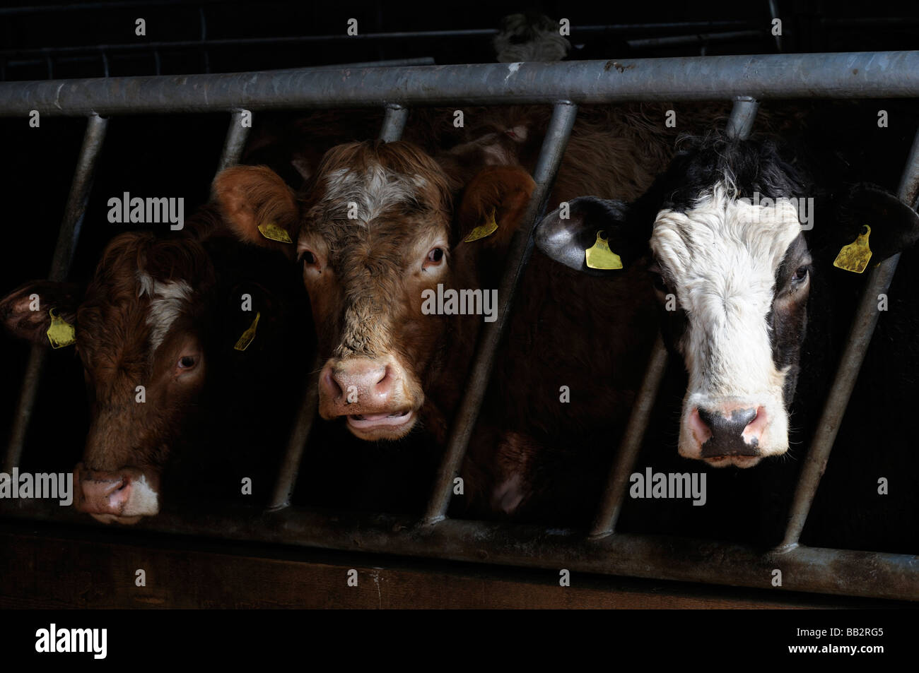 hereford bullock cows indoors winter cattle shed feedlot Stock Photo