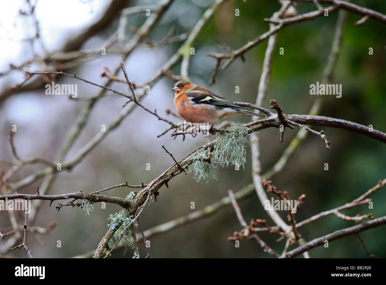 Chaffinch Bird, landscape, sat on branch of tree, Fringilla coelebs Stock Photo