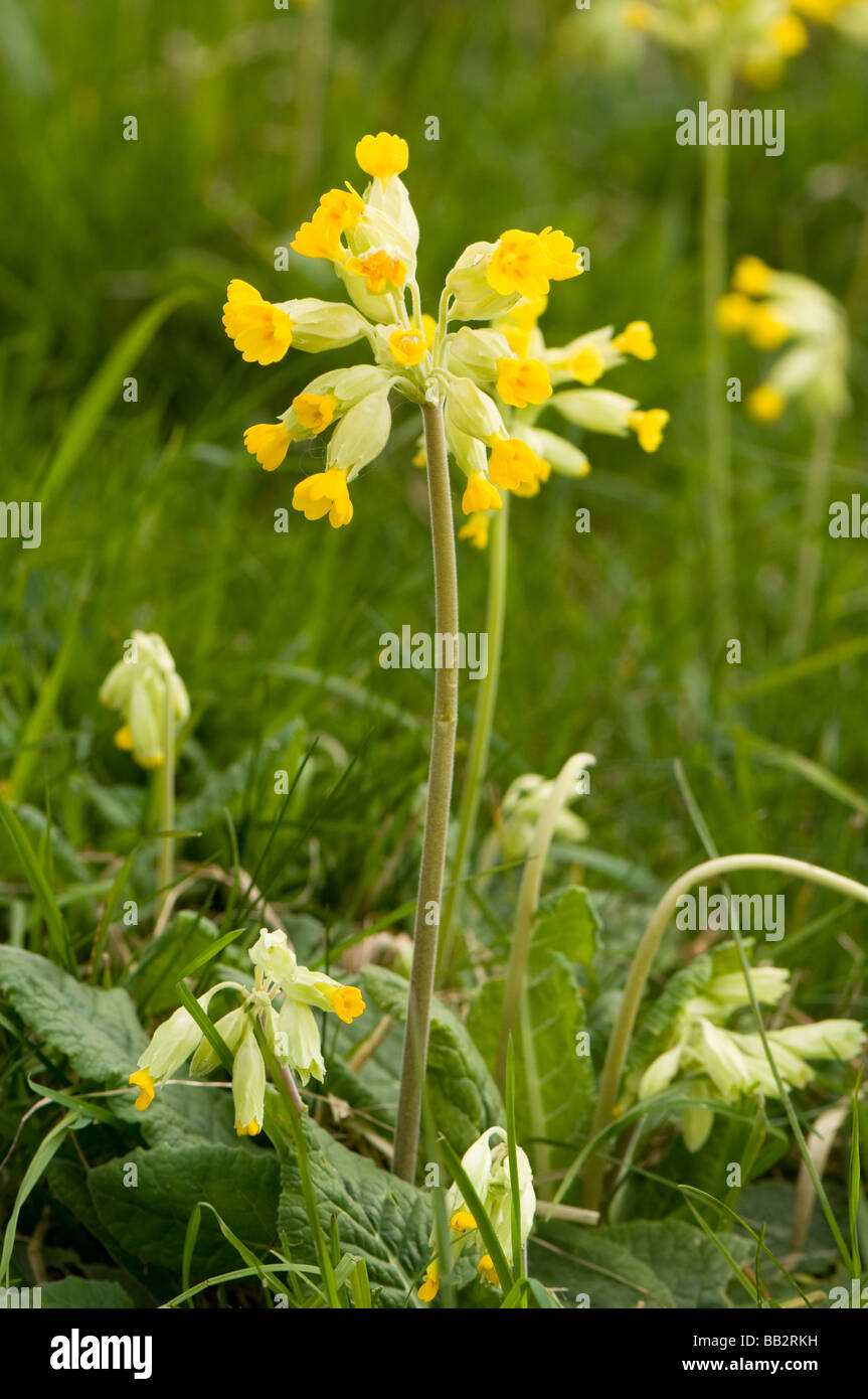so sweet hosta plant So Sweet Hosta main image 1