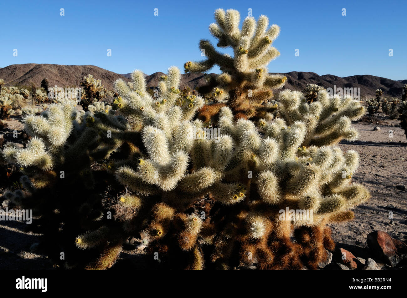 Cholla Cactus Opuntia Bigelovii Jumping Teddy Bear Cholla Cactus Stock Photo Alamy