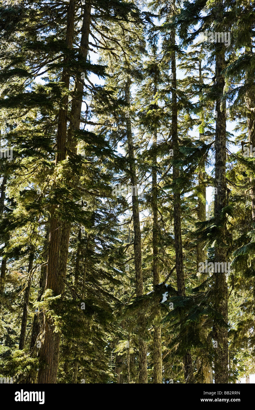 Backlit Douglas Fir trees in the Central Cascades of Washington State Stock Photo