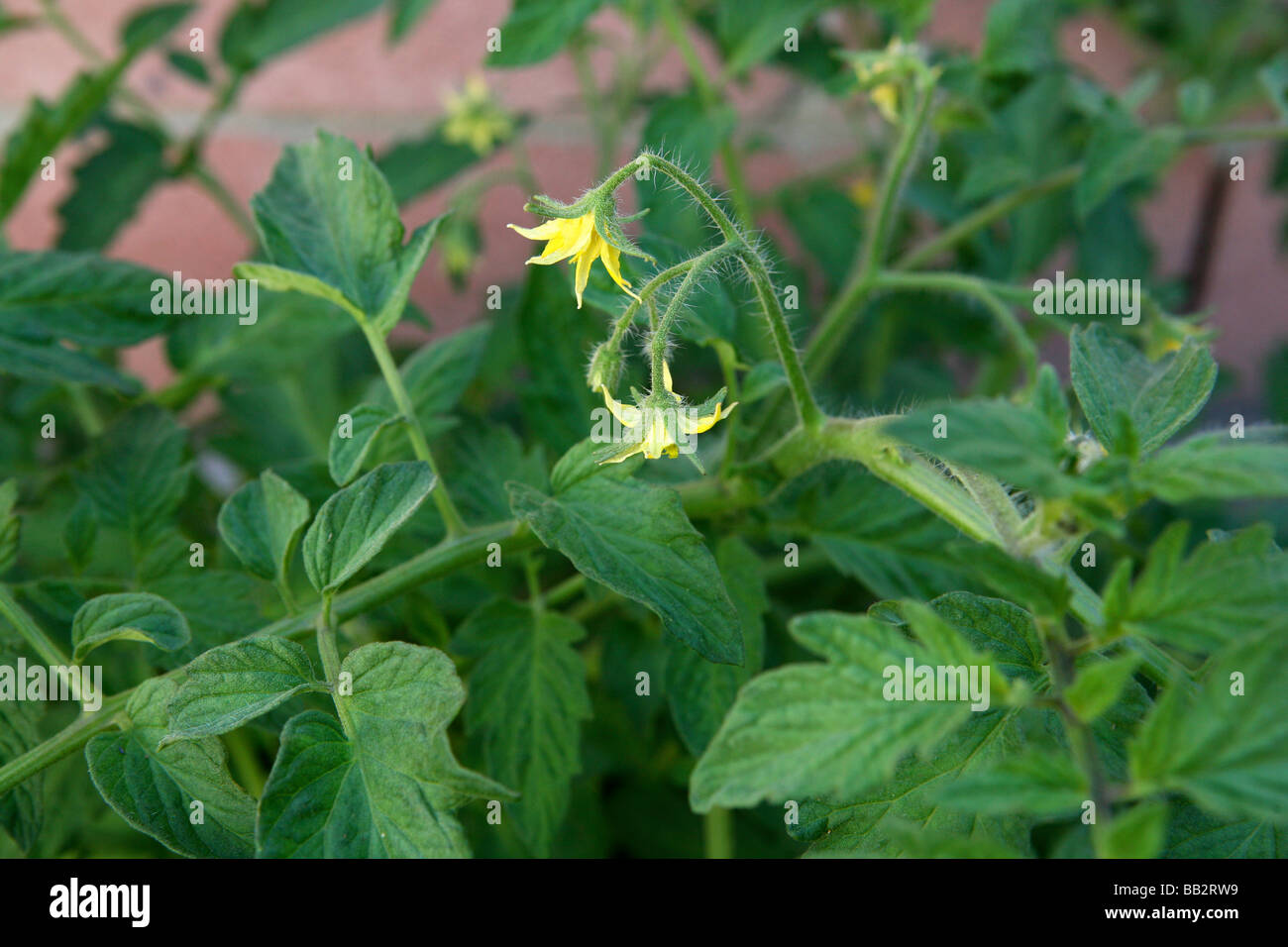 Big boy tomato hires stock photography and images Alamy
