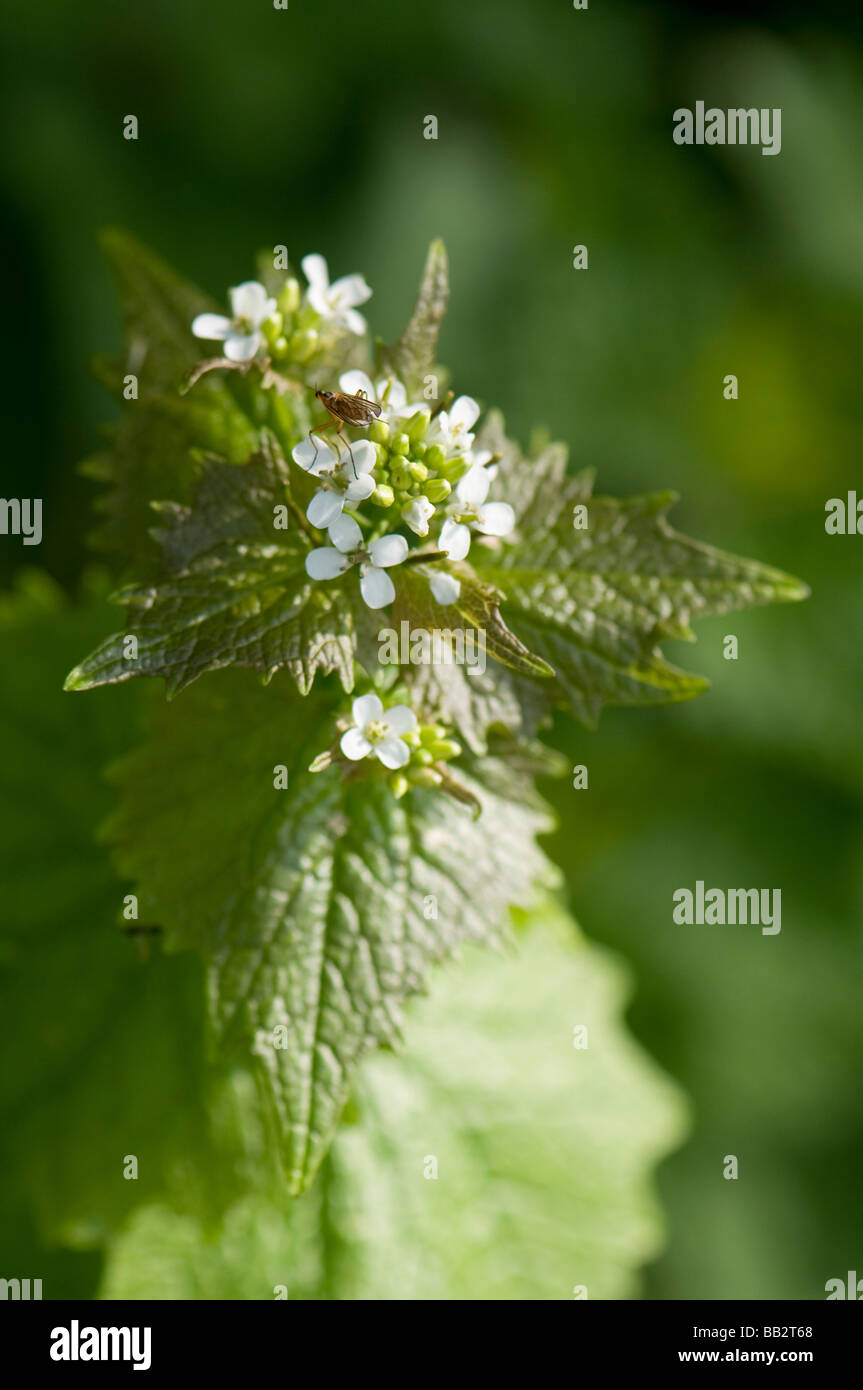 Garlic Mustard, Alliaria petiolata Stock Photo Alamy