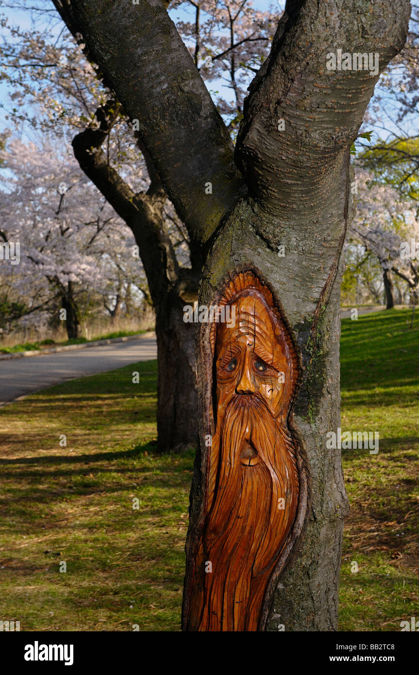 Carving of a Woodspirit in the trunk of a Cherry tree in full bloom in High Park Toronto Stock Photo