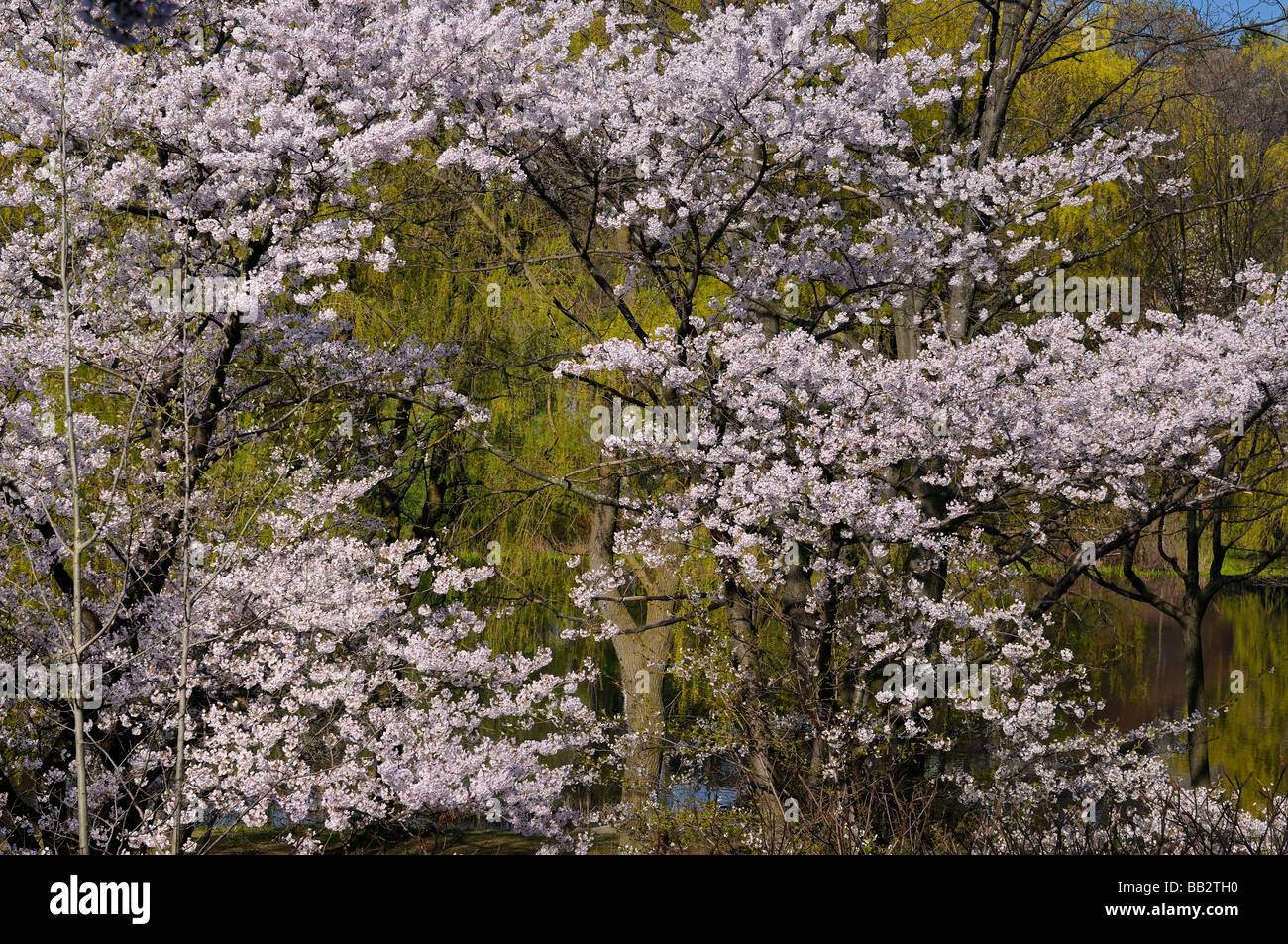 Japanese Cherry trees full of blossoms against Yellow Weeping willows at High Park Pond Toronto Prunus serrulata Sakura Somei-Yoshino Stock Photo