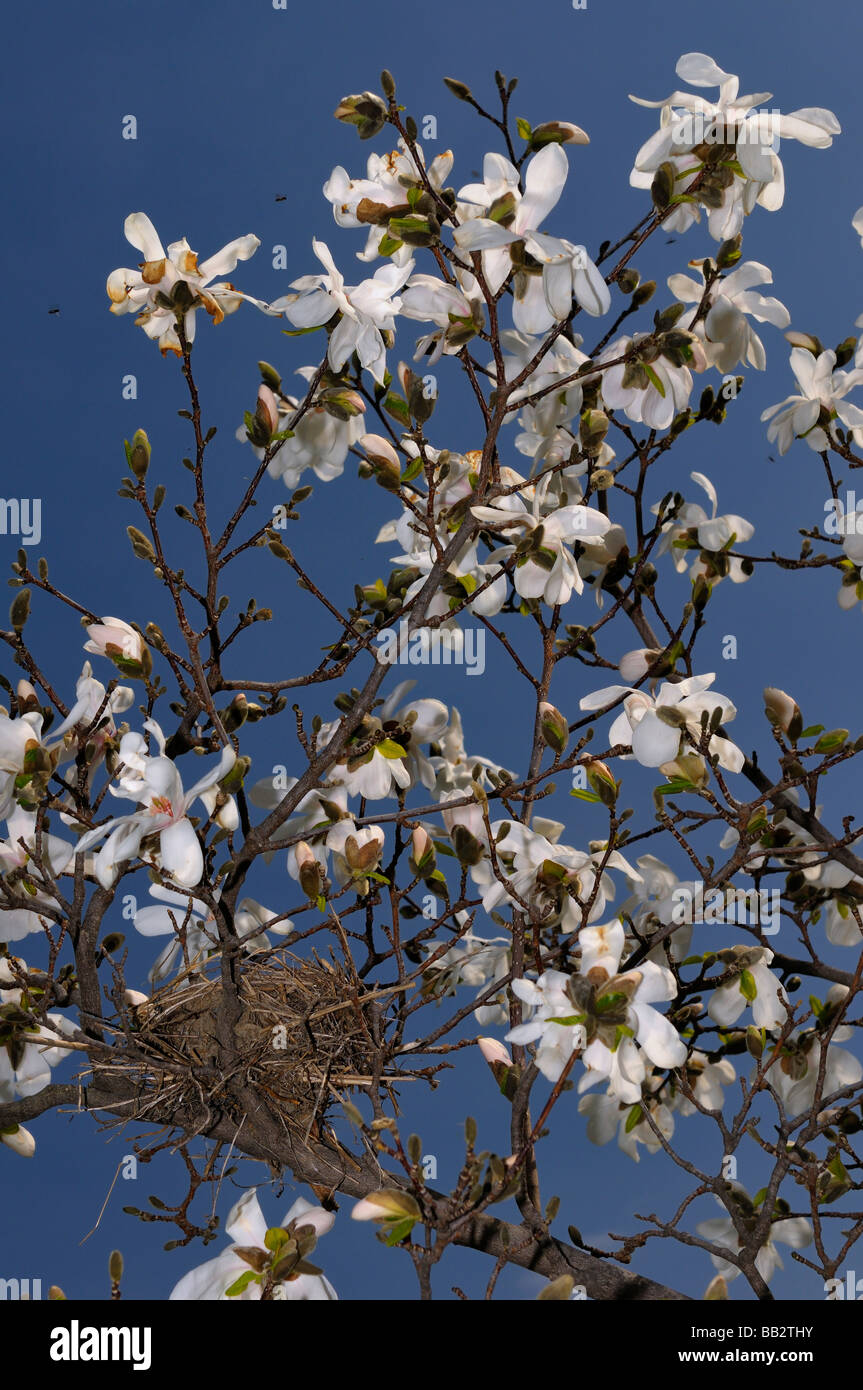 White flowers of a Magnolia Leobneri tree against a blue sky with a bird nest in early Spring Humber College arboretum Toronto Stock Photo