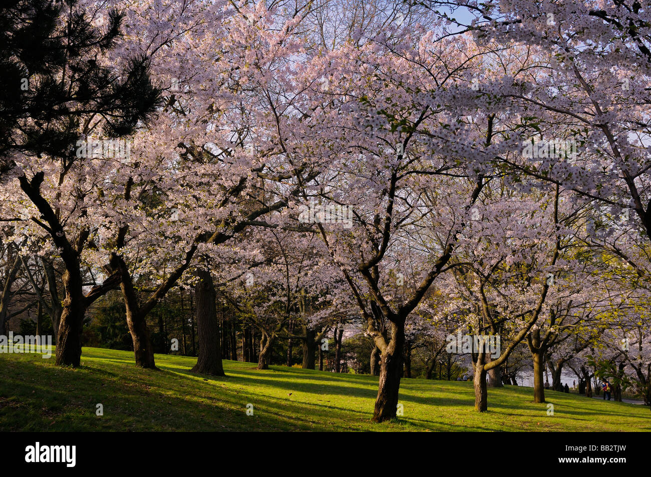 Springtime Japanese Cherry Blossom trees in High Park Toronto at sunrise Prunus serrulata Sakura Somei-Yoshino Stock Photo