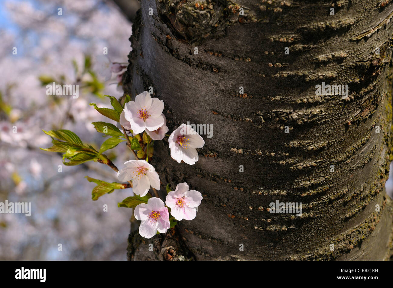 White and pink blossoms on the trunk of a Sakura Cherry Tree in High