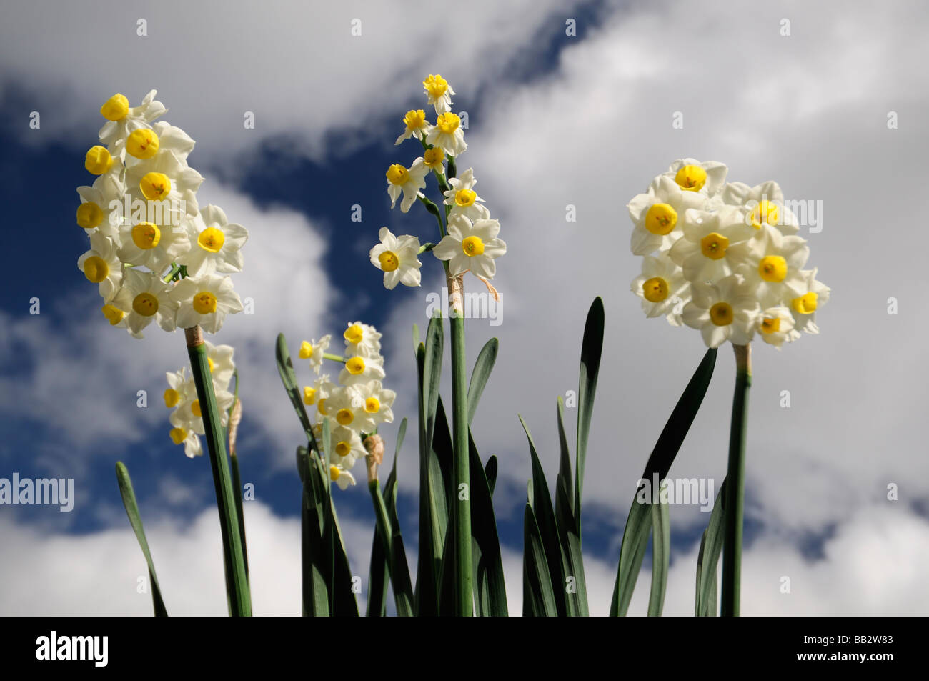 narcissus minnow daffodil white flower perianth with yellow cup illuminated lit by bright sunlight blue sky clouds looking up Stock Photo