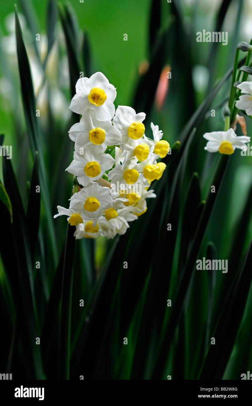 narcissus minnow daffodil white flower perianth with yellow orange cup illuminated lit by bright sunlight green back Stock Photo