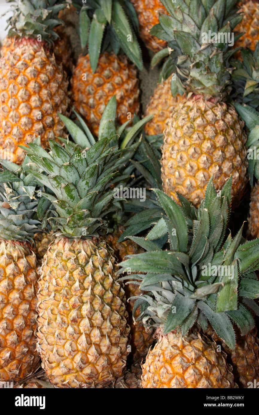 Pineapple(Ananas )is a fruit native from southern part of Brazil and