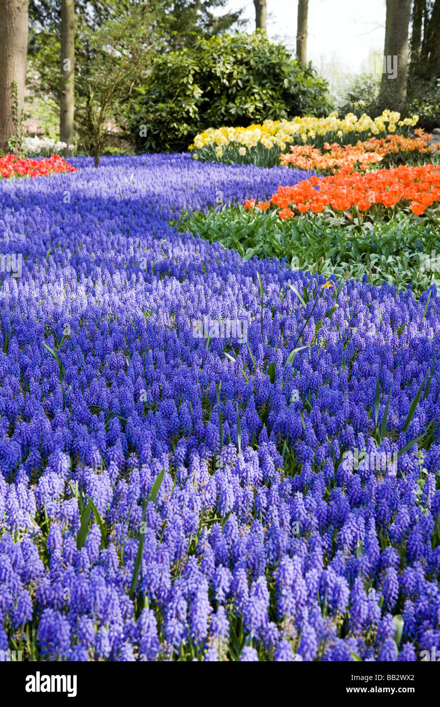 Keukenhof, tulip flower garden and park at Lisse The Netherlands Stock Photo Alamy