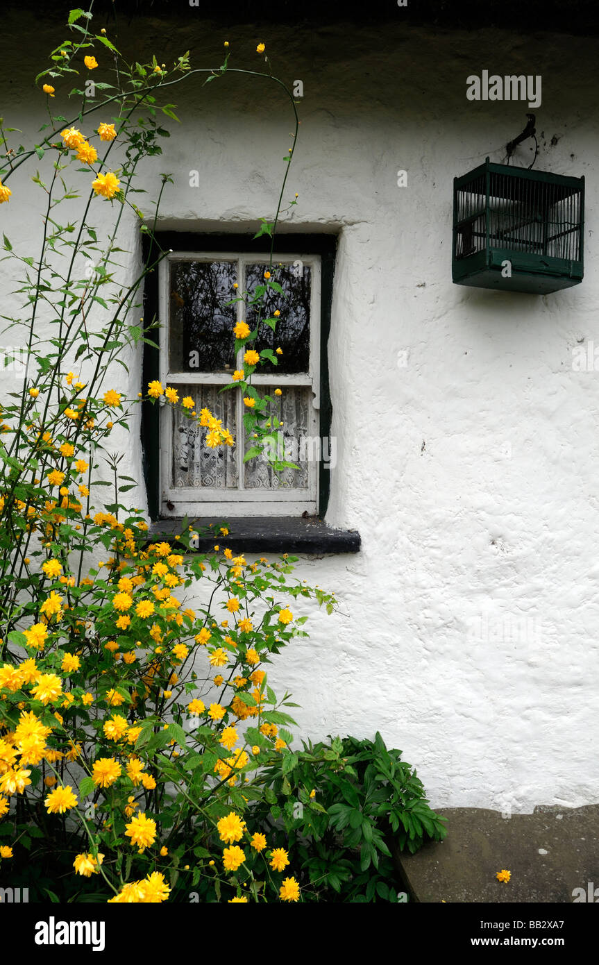 white cottage stone wall window frame white painted traditional stone house yellow flower flowered kerria japonica pleniflora Stock Photo