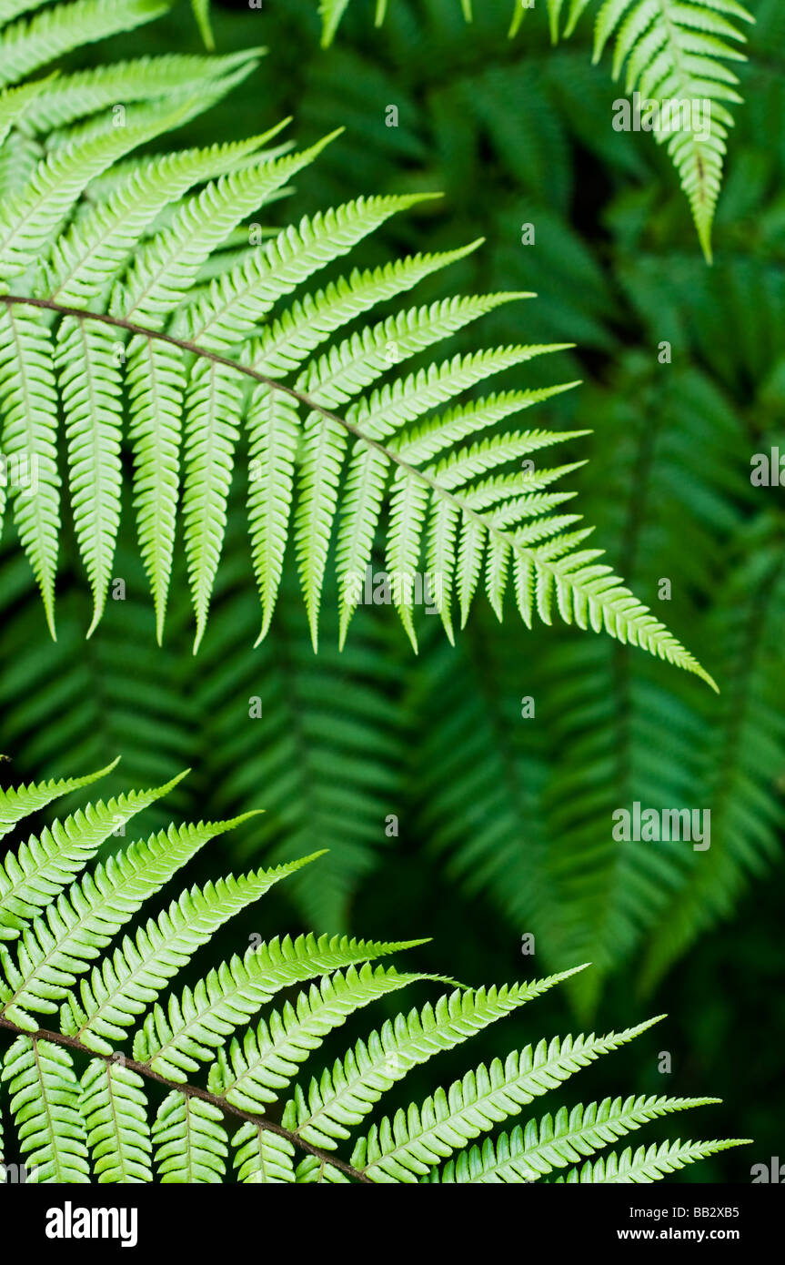 fern leaf Stock Photo