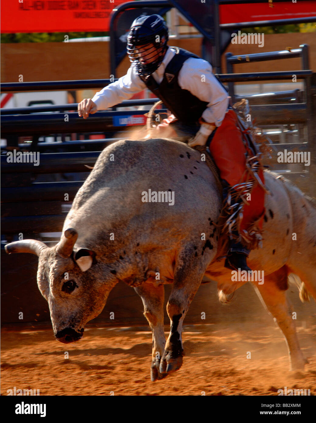 Rodeo bull rider performance at the Texas State Fair rodeo arena Stock