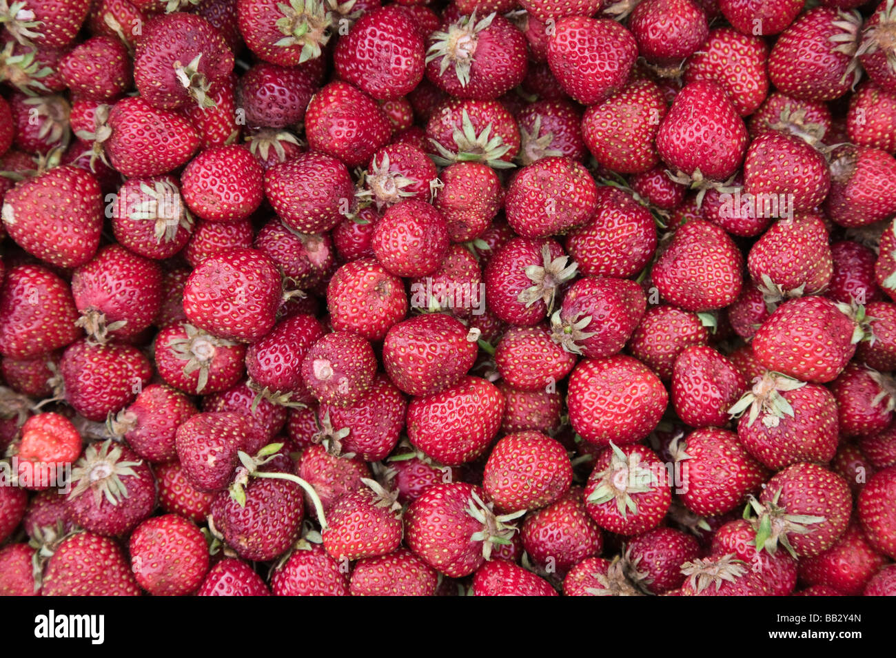 SERBIA, Vojvodina Region, Krusedol Selo. Fruska Gora Hill Region- Strawberries Stock Photo