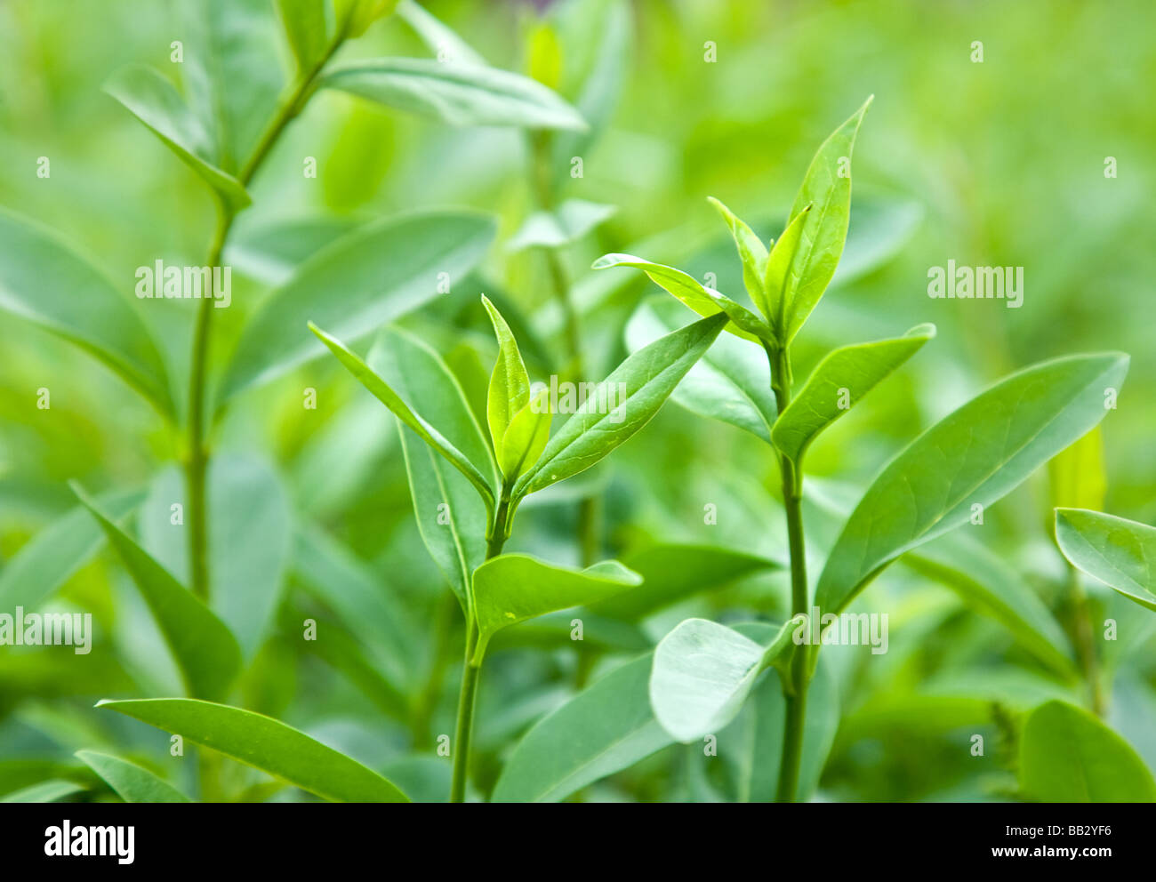 Bush of green tea Stock Photo