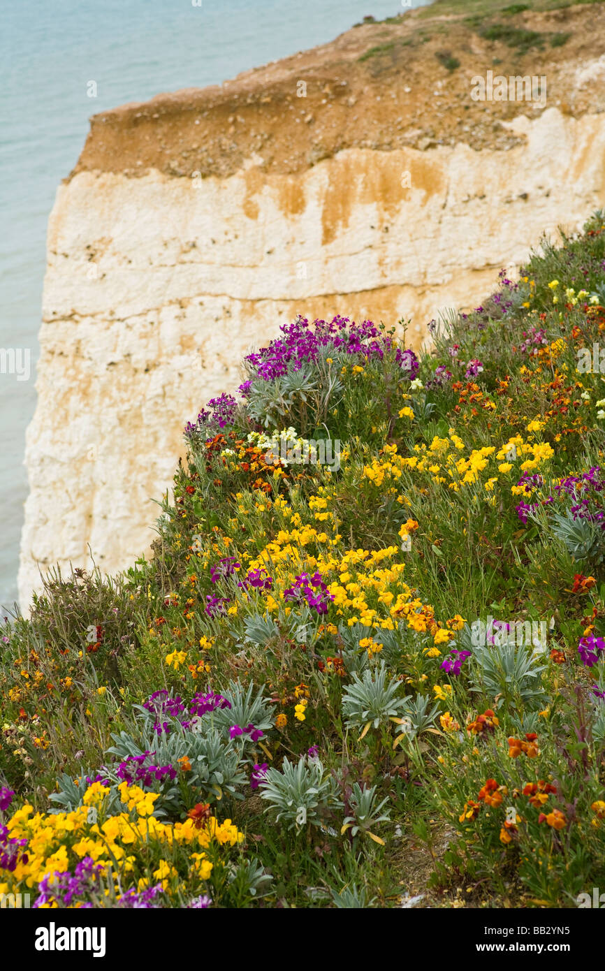 Yellow flowers on cliffs hires stock photography and images Alamy