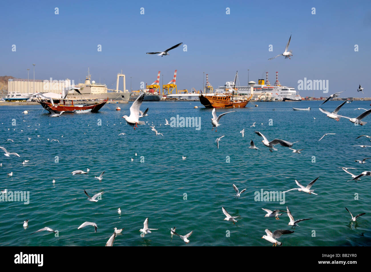 Muscat Dhows moored in Muttrah harbour with Costa cruise ship docked in Port Sultan Qaboos beyond and seagulls in flight Stock Photo