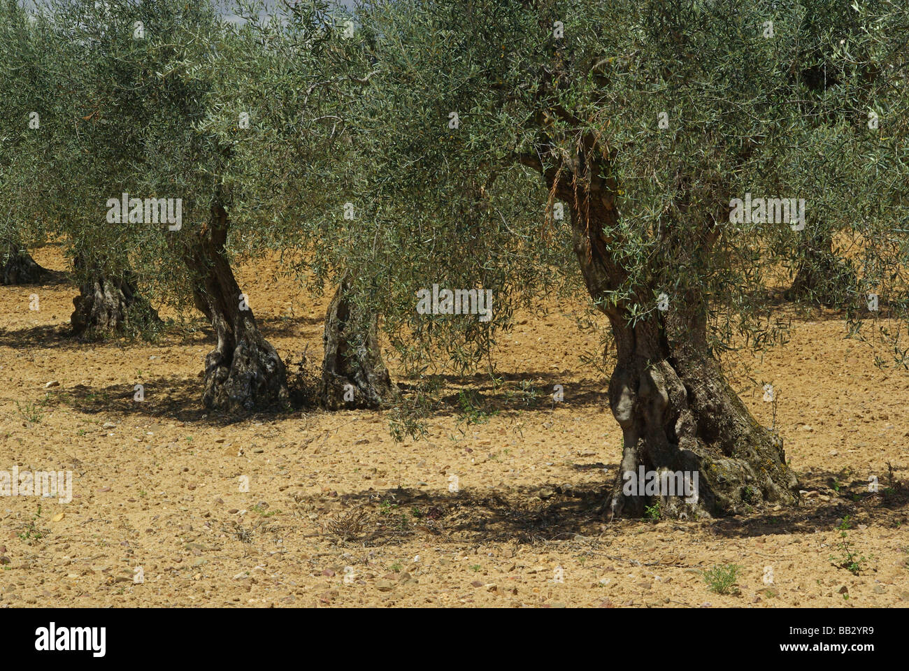 Olivenhain olive grove 02 Stock Photo