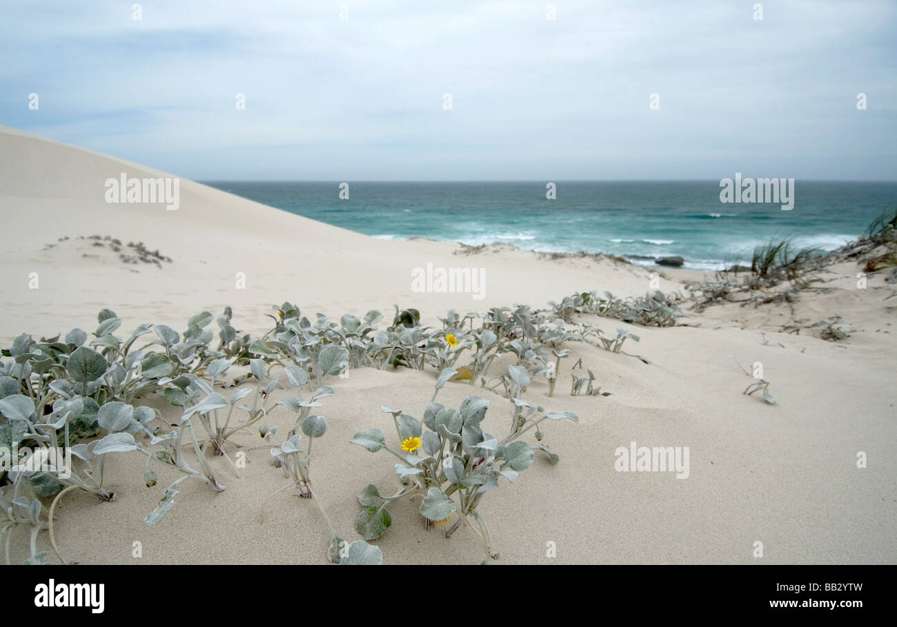 A yellow flowered silver leaved creeping plant growing on the white sand of sand dunes by the sea Stock Photo