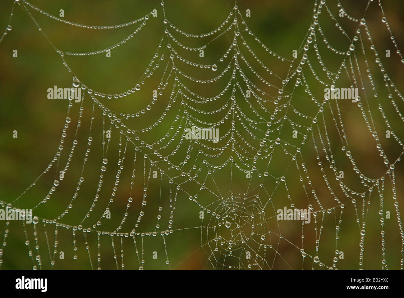 Spinnennetz cobweb 05 Stock Photo