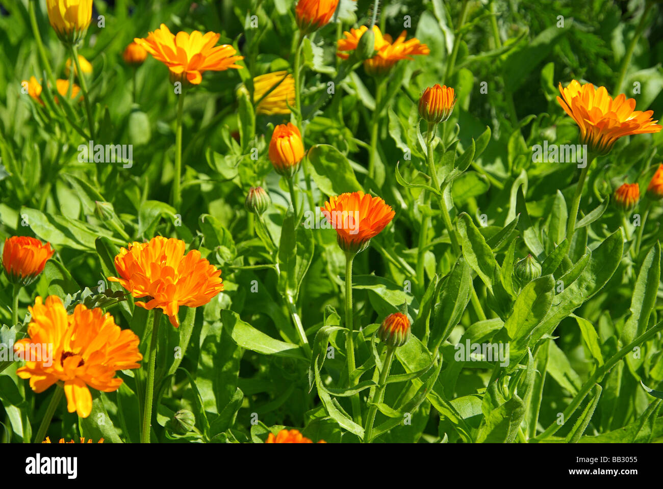 Ringelblume calendula 09 Stock Photo