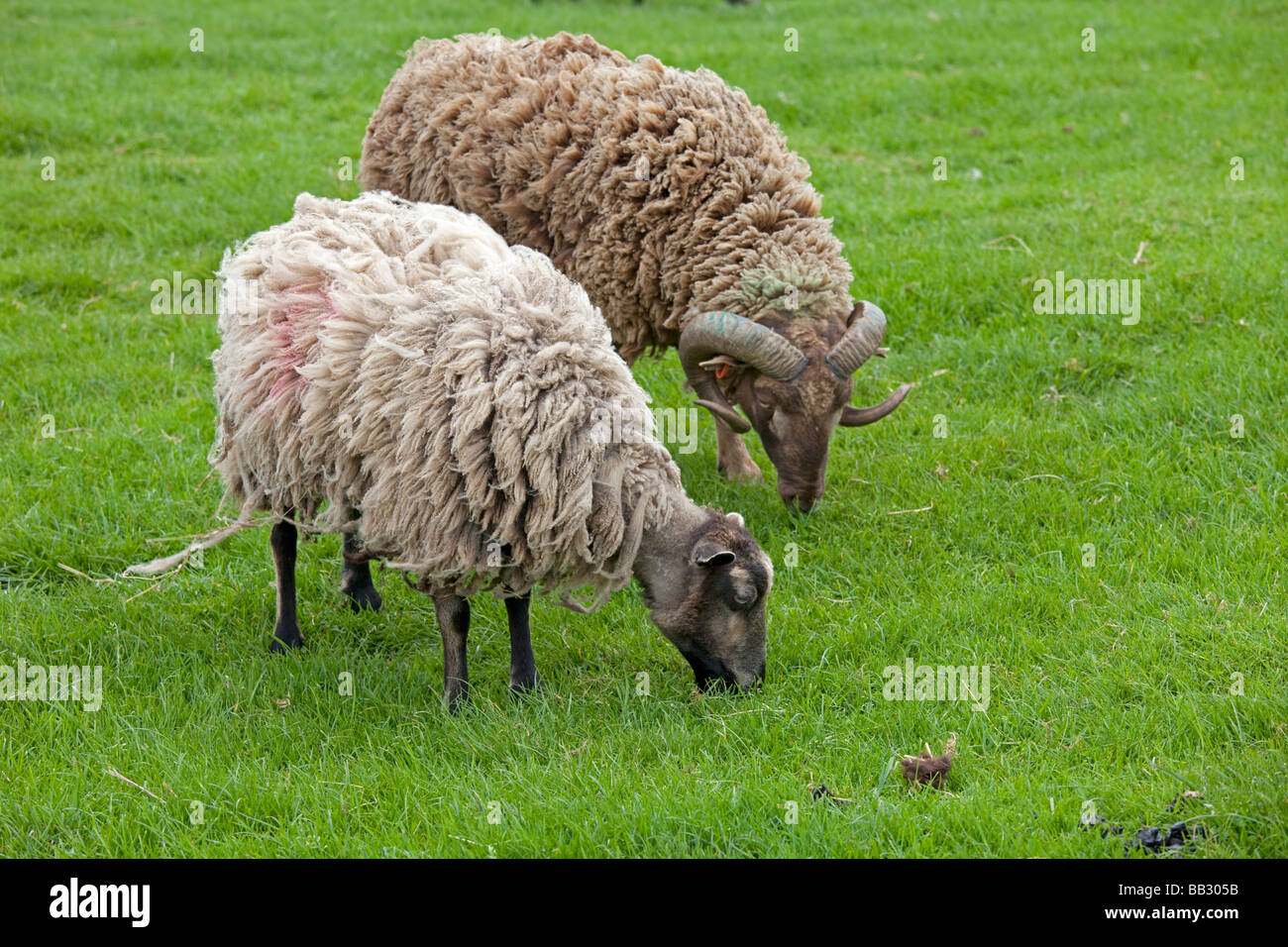 Ram And Ewe High Resolution Stock Photography and Images - Alamy