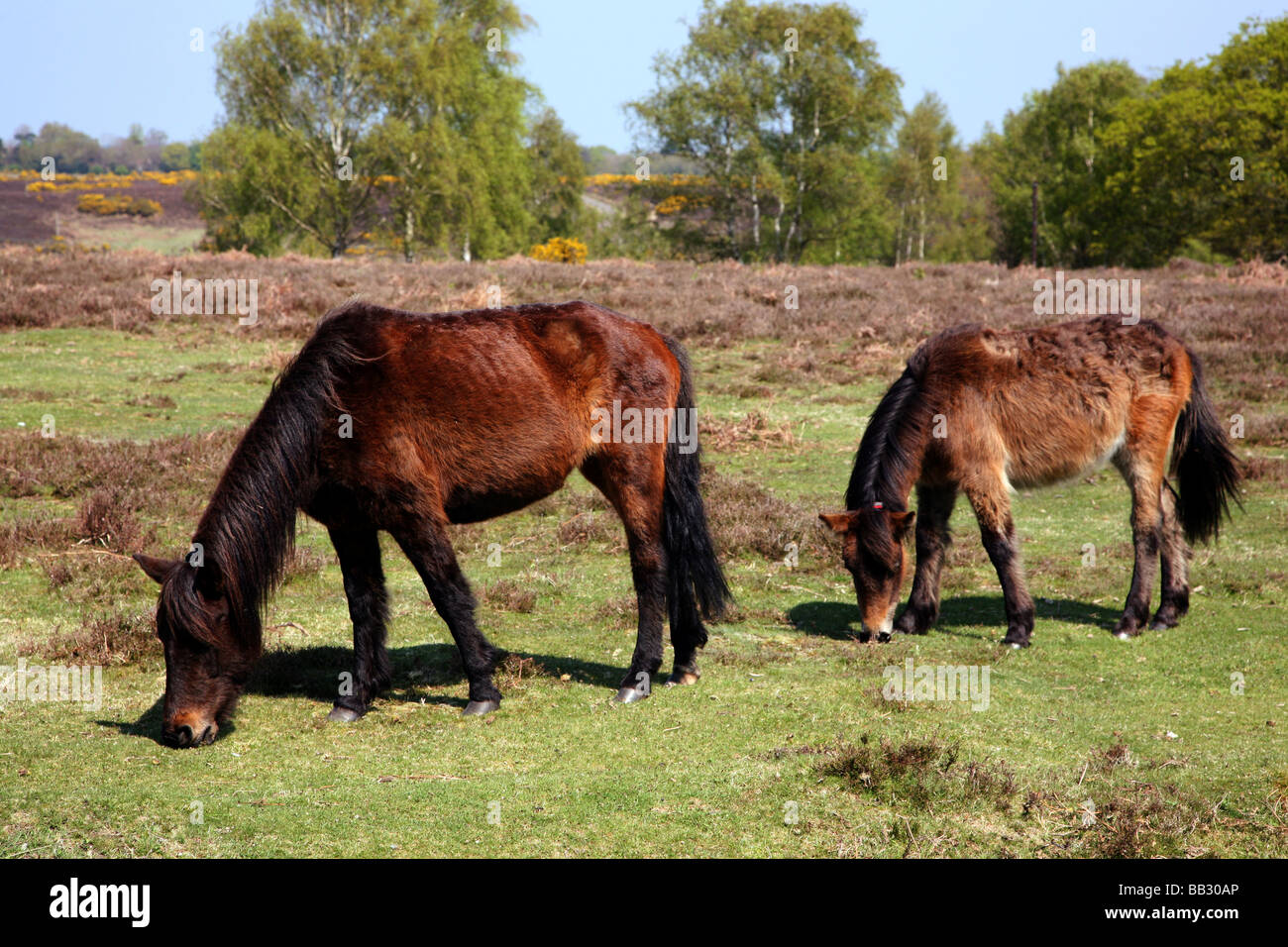 New Forest ponies grazing on heathland near the village of Burley Stock ...