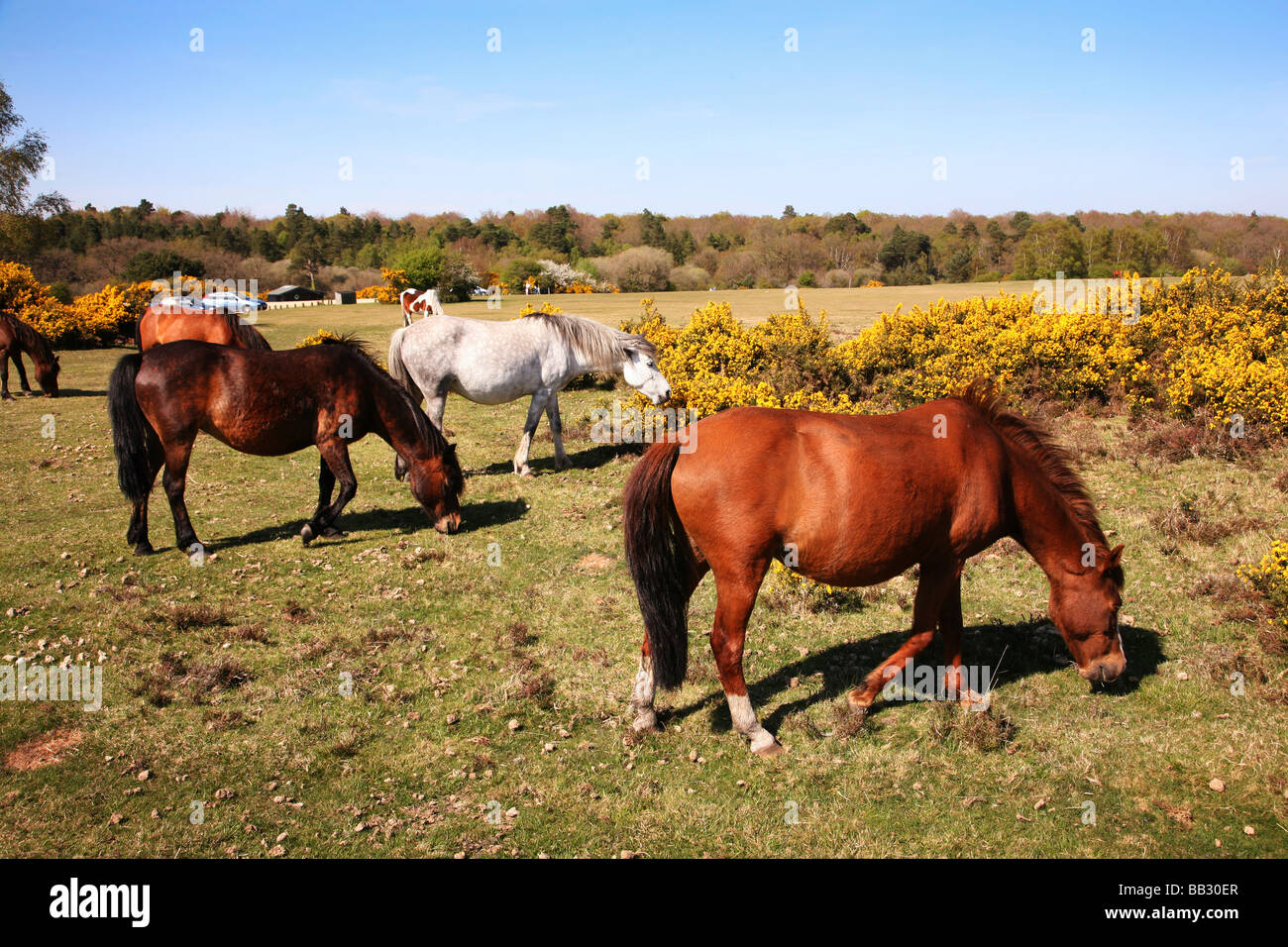 Flowering gorse bushes and New Forest ponies grazing on heathland near ...