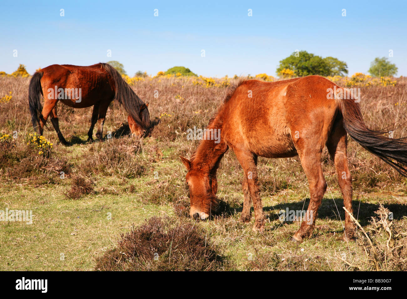 New Forest ponies grazing on heathland near the village of Brockenhurst ...
