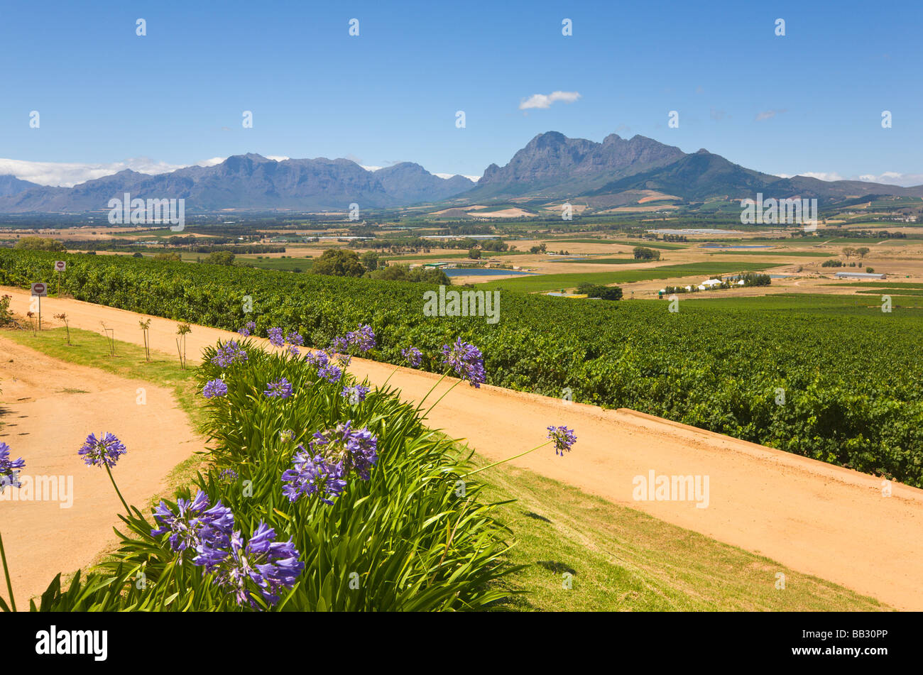 Vineyards and mountains, Stellenbosch, 'South Africa' Stock Photo