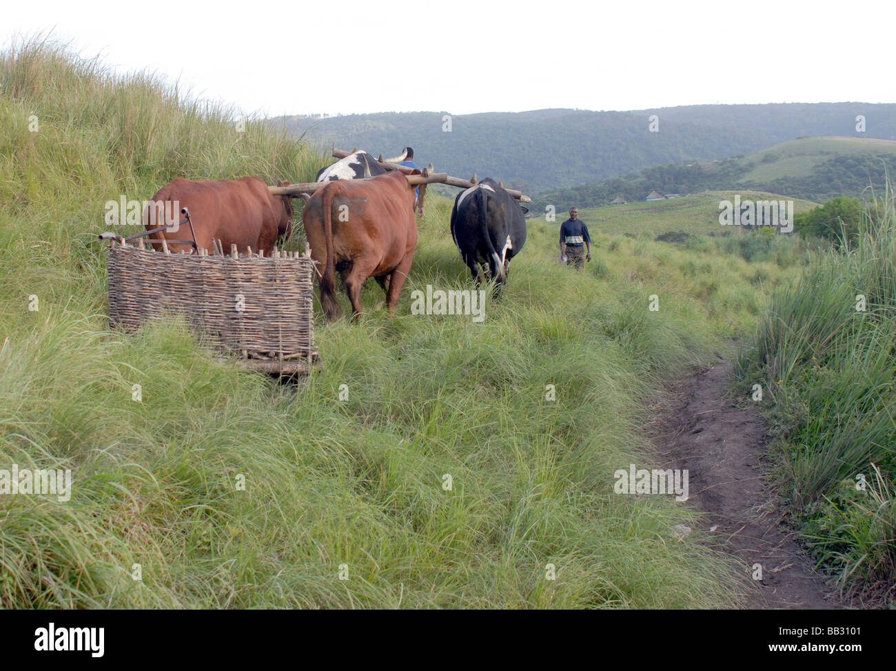 A ploughman takes his team of four oxen to a new field to plough Stock Photo