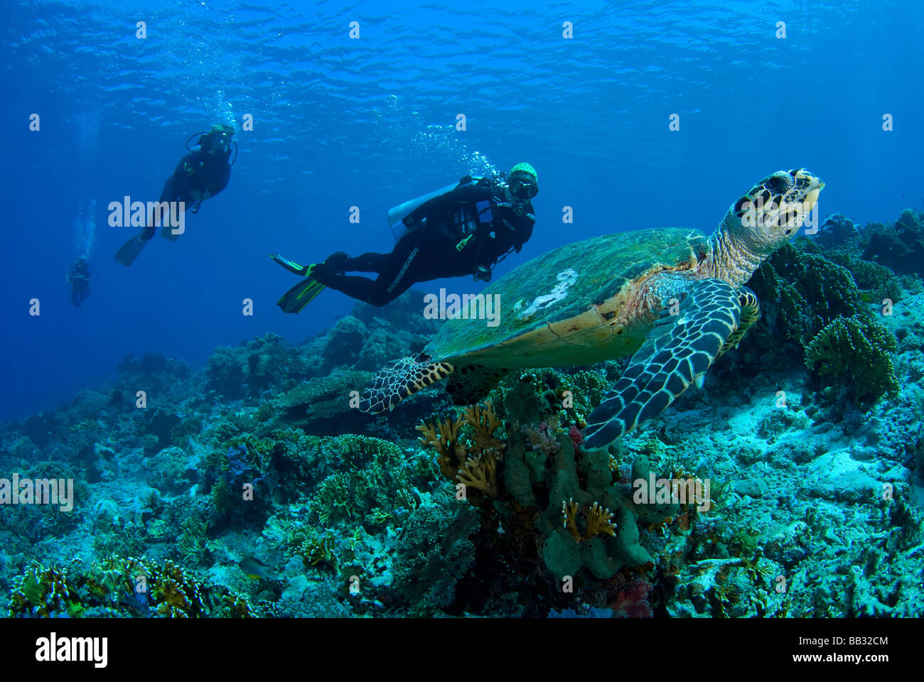 Indian Ocean, Indonesia, Komodo National Park. Divers approach an