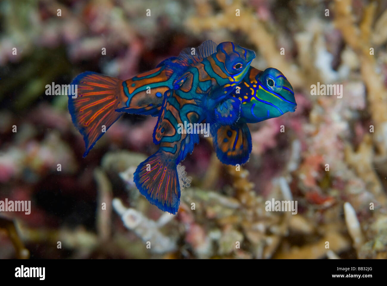 Indian Ocean, Indonesia, Sulawesi Island, Lembeh Straits. Male and female mandarinfish mating. Stock Photo