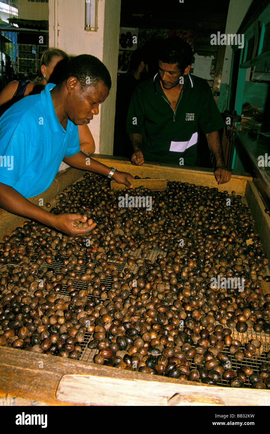 Caribbean, Grenada. Worker processes nutmegs at a Grenada Coop Stock