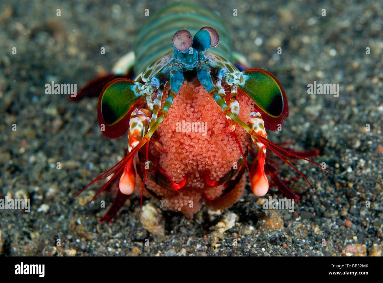 Indian Ocean, Indonesia, Sulawesi Island, Lembeh Straits. Female mantis shrimp holds eggs in mouth. Stock Photo