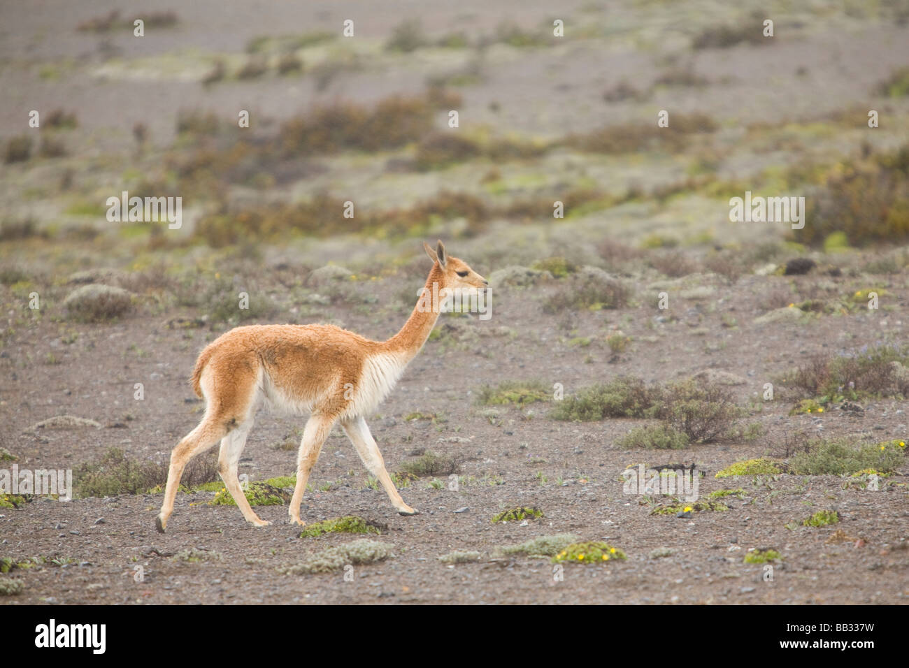 South America, Ecuador, wild vicuna (Vicugna vicugna) on Mt. Chimborazo ...