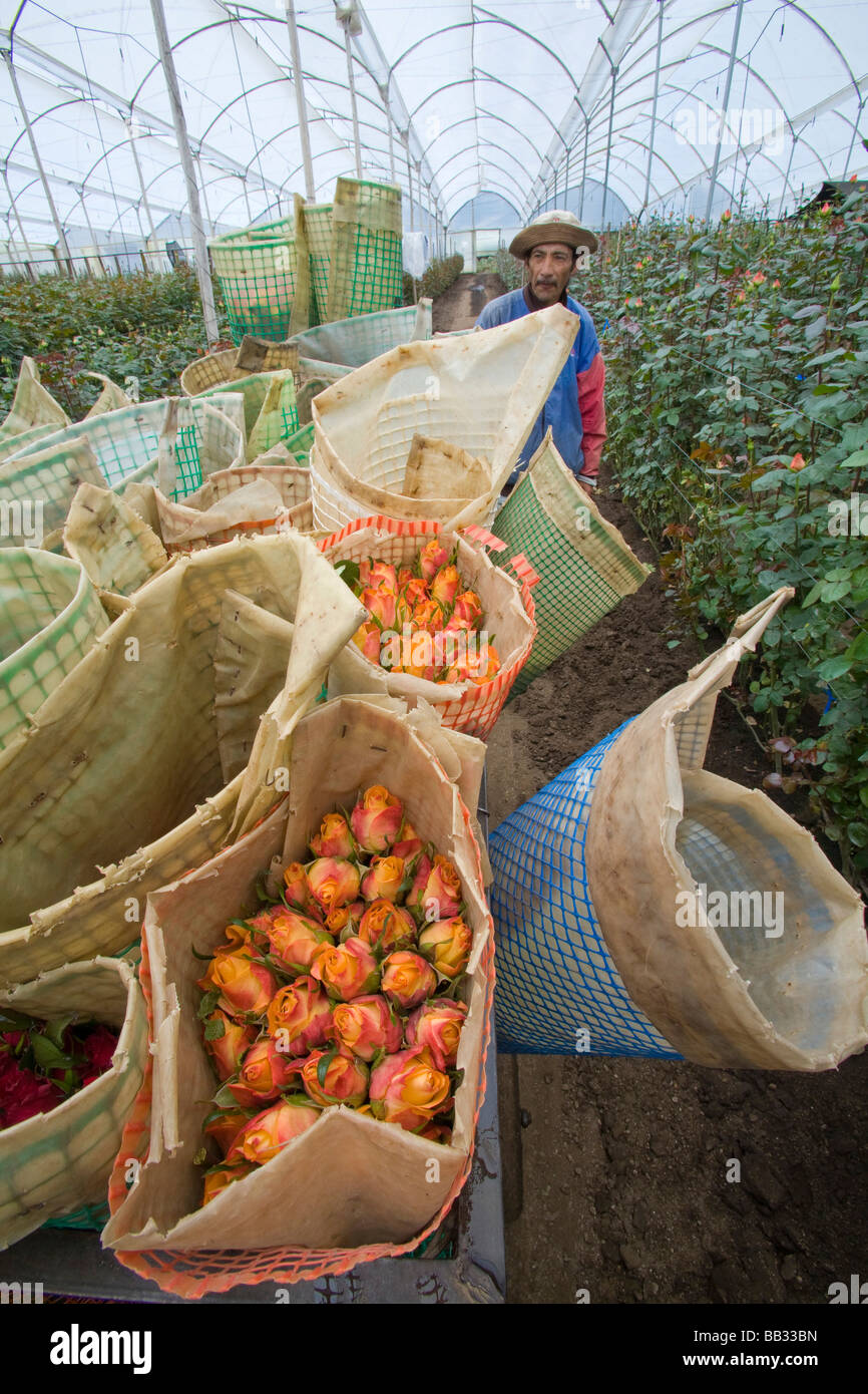 Ecuador rose farm hi-res stock photography and images - Alamy