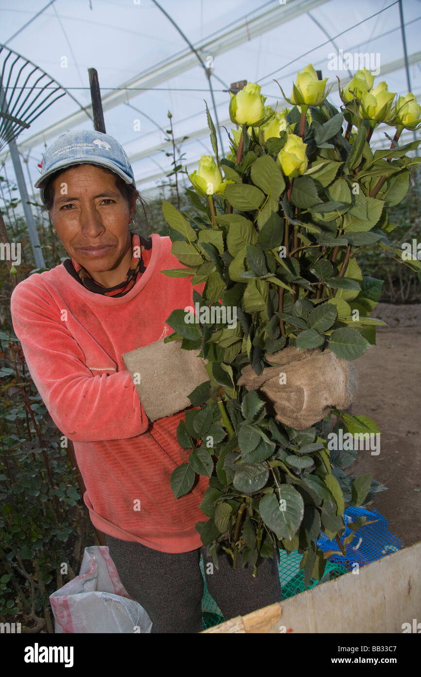 South America, Ecuador, Lasso, female worker cutting roses in rose farm