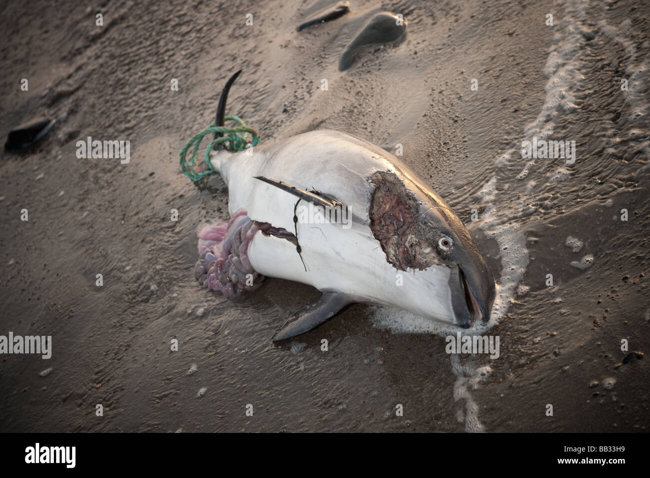 A dead Cardigan Bay  porpoise washed up on the beach at Aberystwyth Wales UK with rope tied around its tail Stock Photo
